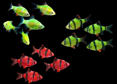 Барбус Суматранский PREMIUM (GloFish) XL